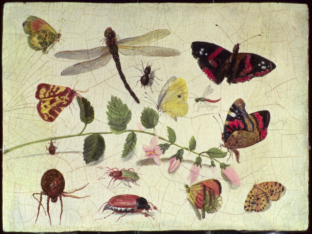 Sommerfugler, insekter og blomster (panel) av Jan van Kessel the Elder