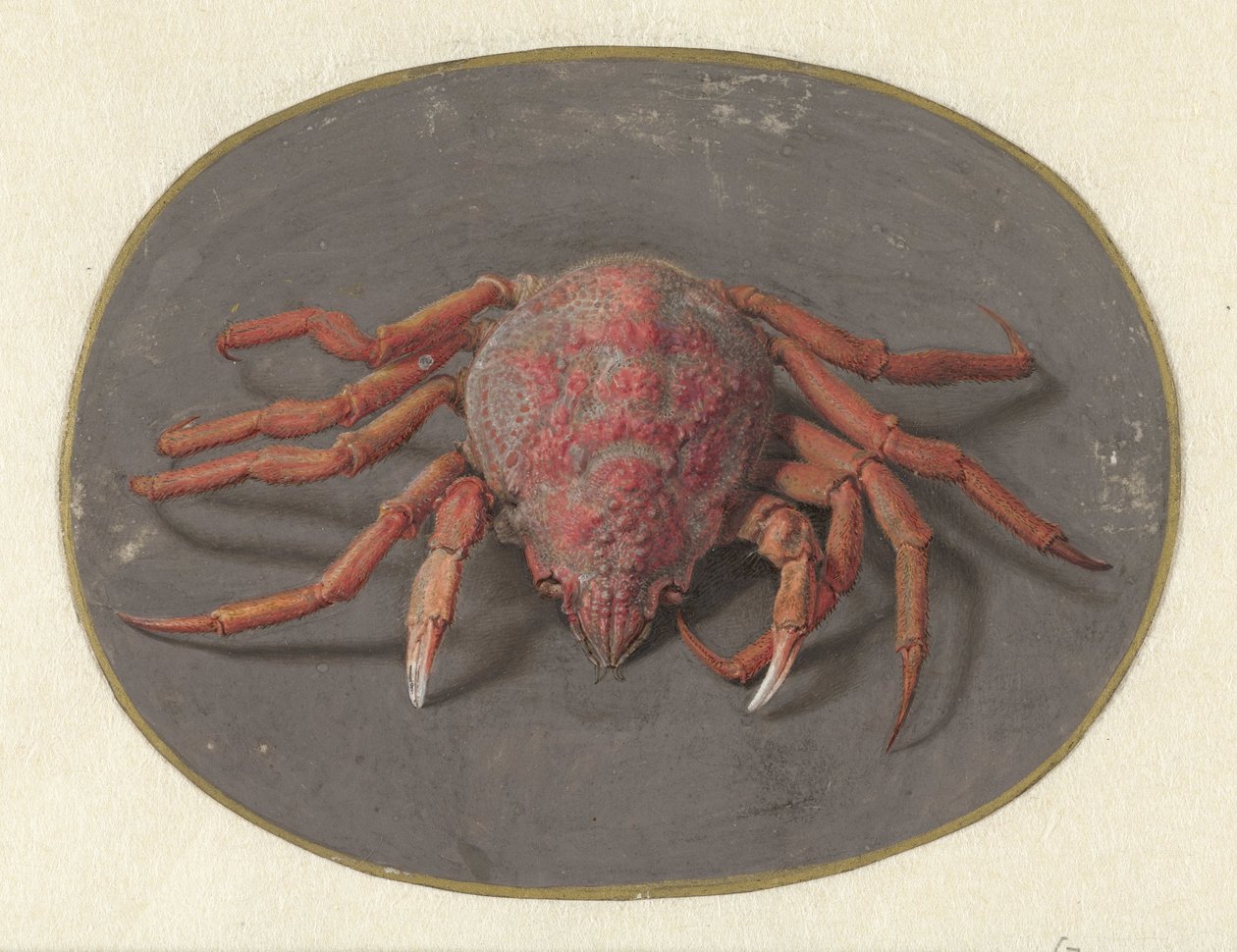 Krabbe Dyr (serietittel) av Jan Augustin van der Goes