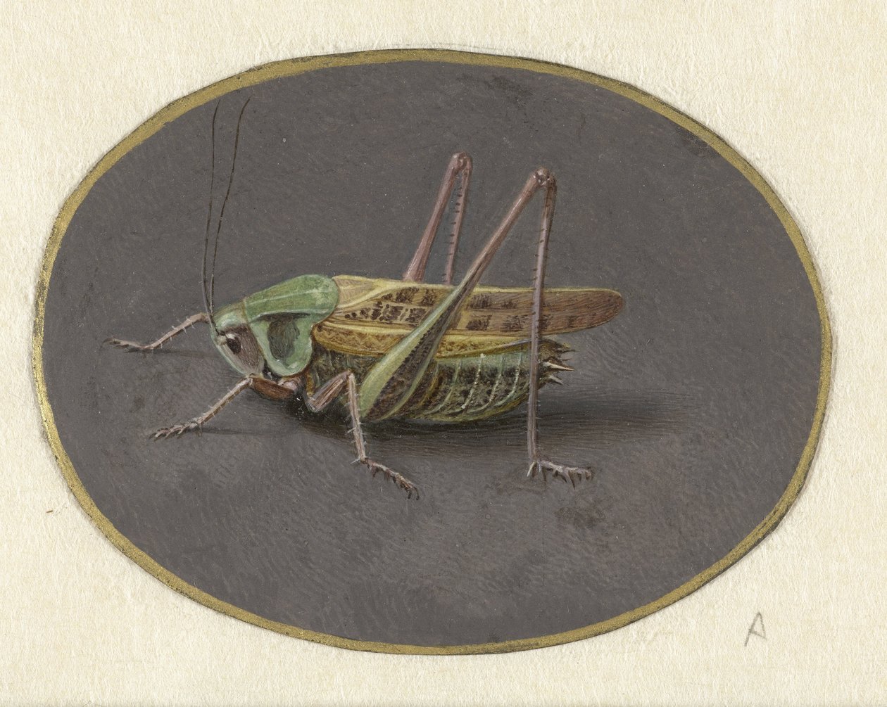Gresshoppe Dyr (serietittel) av Jan Augustin van der Goes
