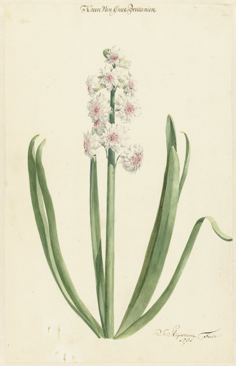 The Pink White Hyacinth Crown of Great Britain av Jan Augustini