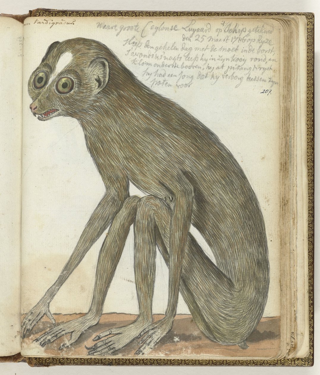 Ceylone Sloth av Jan Brandes
