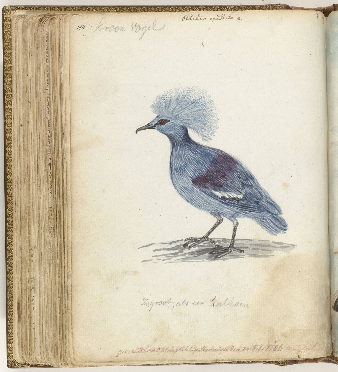 Crowned Pigeon   1372399   no       norwegian Successfully Translated  Original: Rivierlandschap met een hooiberg Translat: Rivierlandschap met een hooiberg 1372970 no norwegian Successfully Translated Original: Design for the new Royal Exchange, 1839. Tra av Jan Brandes
