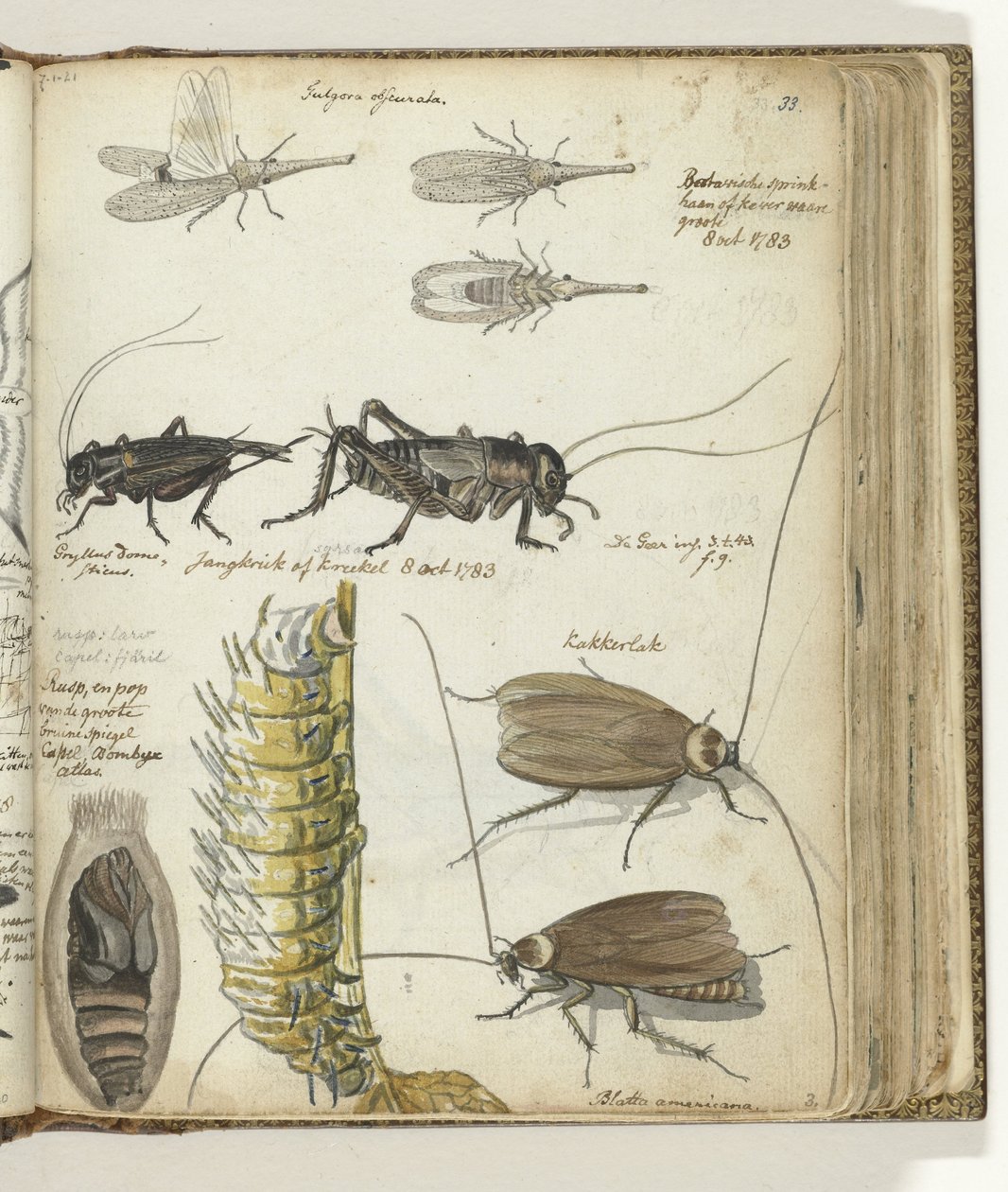 Insekter av Jan Brandes