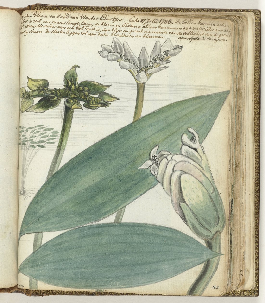 Kapp blomst av Jan Brandes