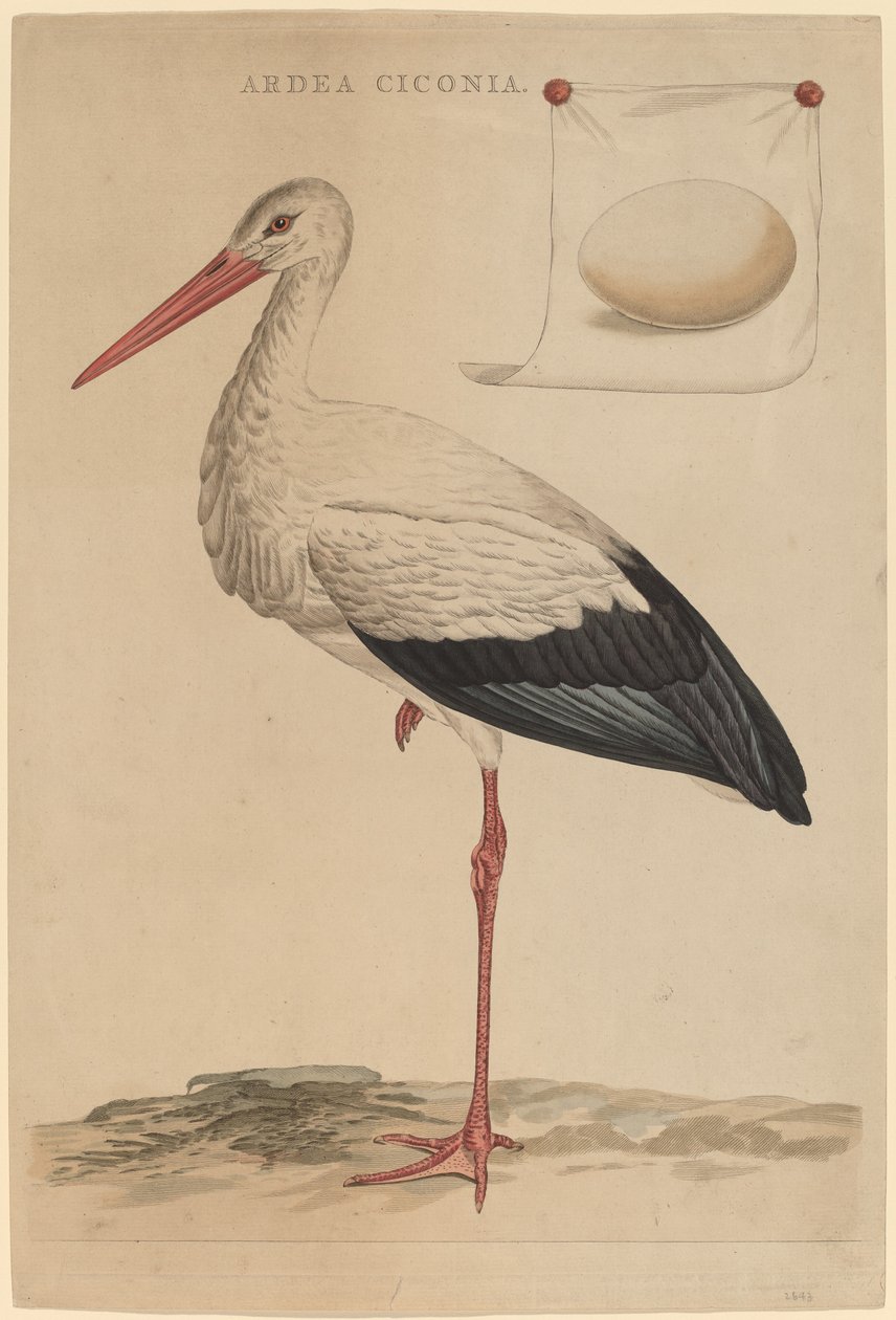 Den hvite storken av Jan Christiaan Sepp