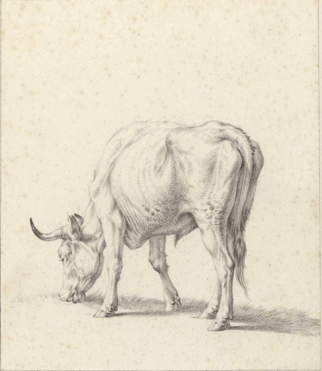 beitende okse av Jan Kobell (II)