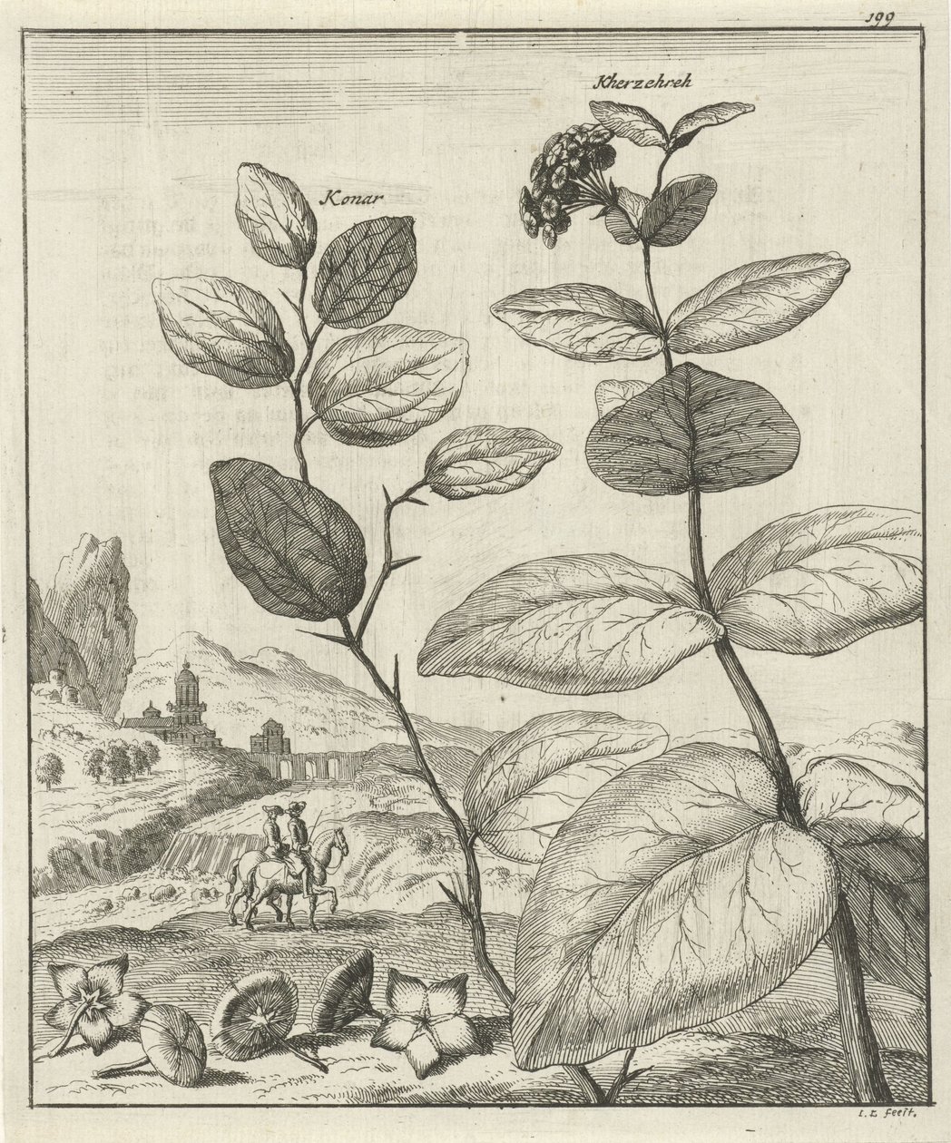 Bilde av to persiske planter av Jan Luyken