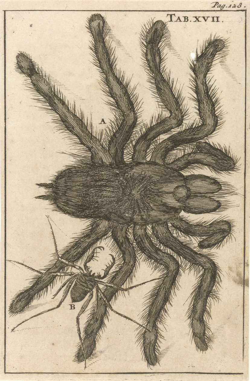 Edderkopper XVIII av Jan Luyken