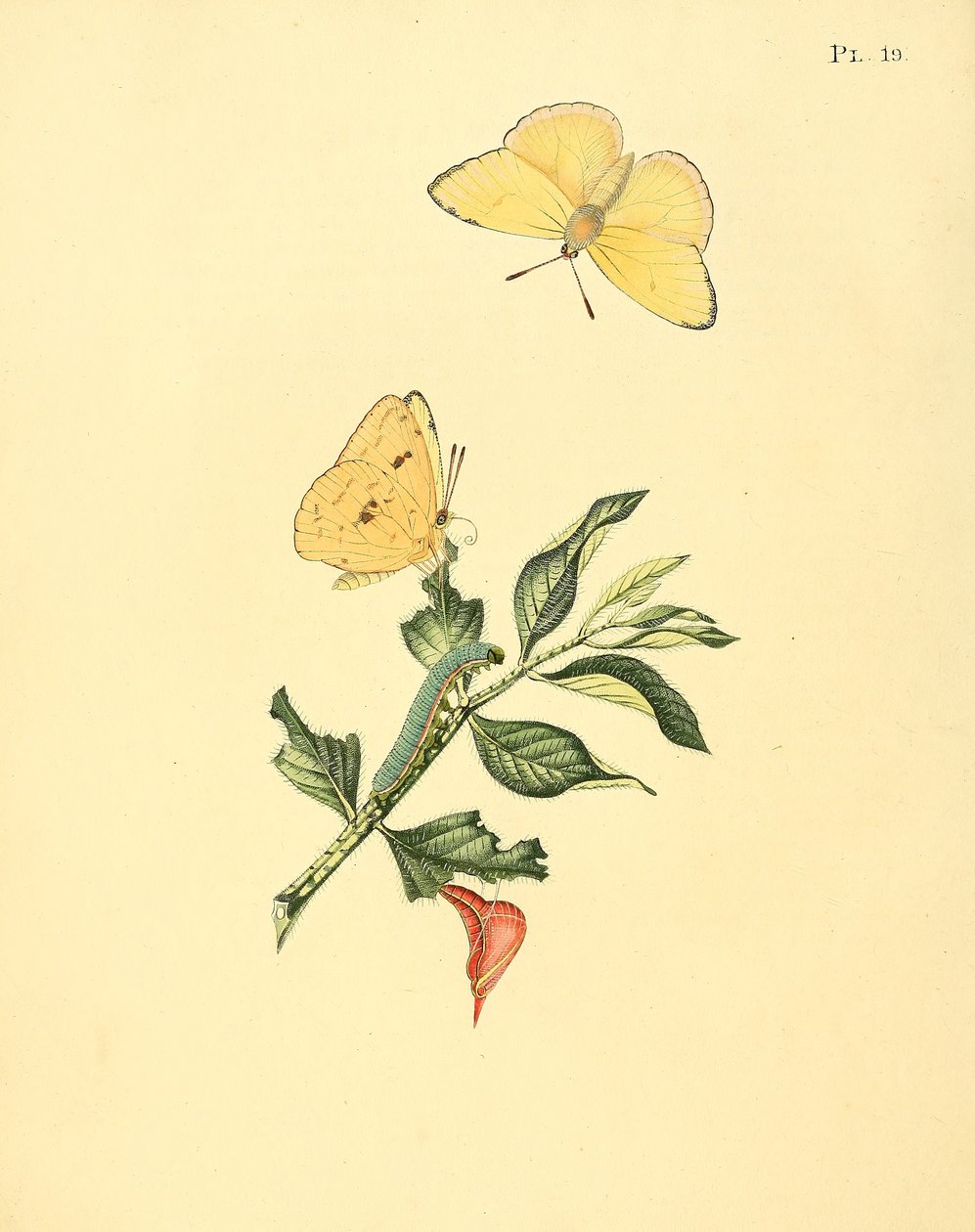 Phoebus senna (som syn. Papilio hyperici) av Jan Sepp