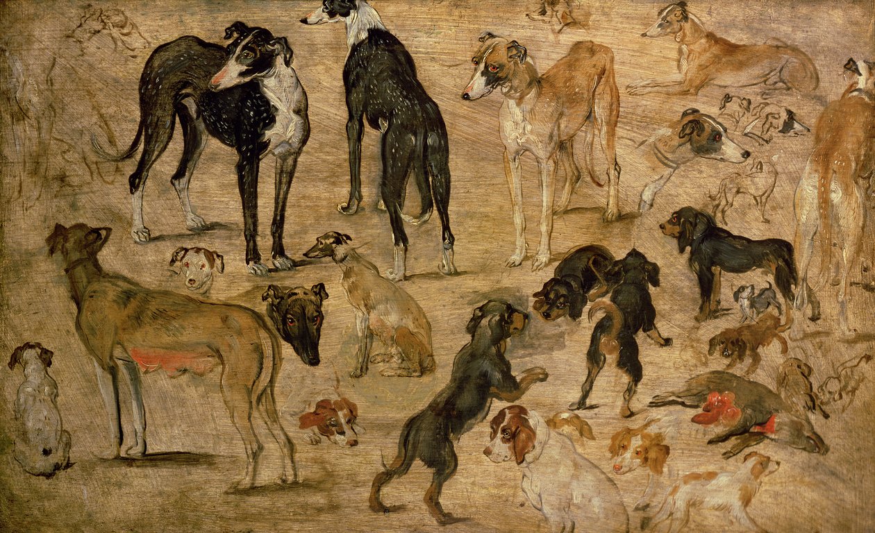 Study of Hounds, 1616 av Jan the Elder Brueghel