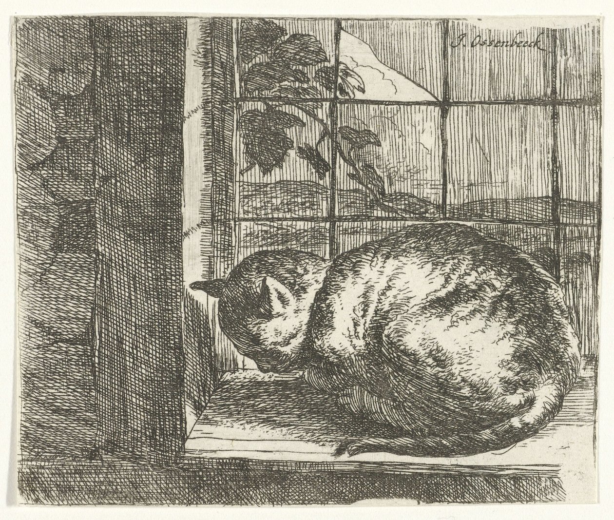 Katt i vinduskarmen av Jan van Ossenbeeck