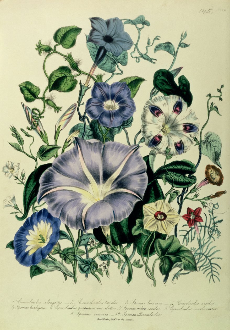 Bindweed, plate 26 fra 
