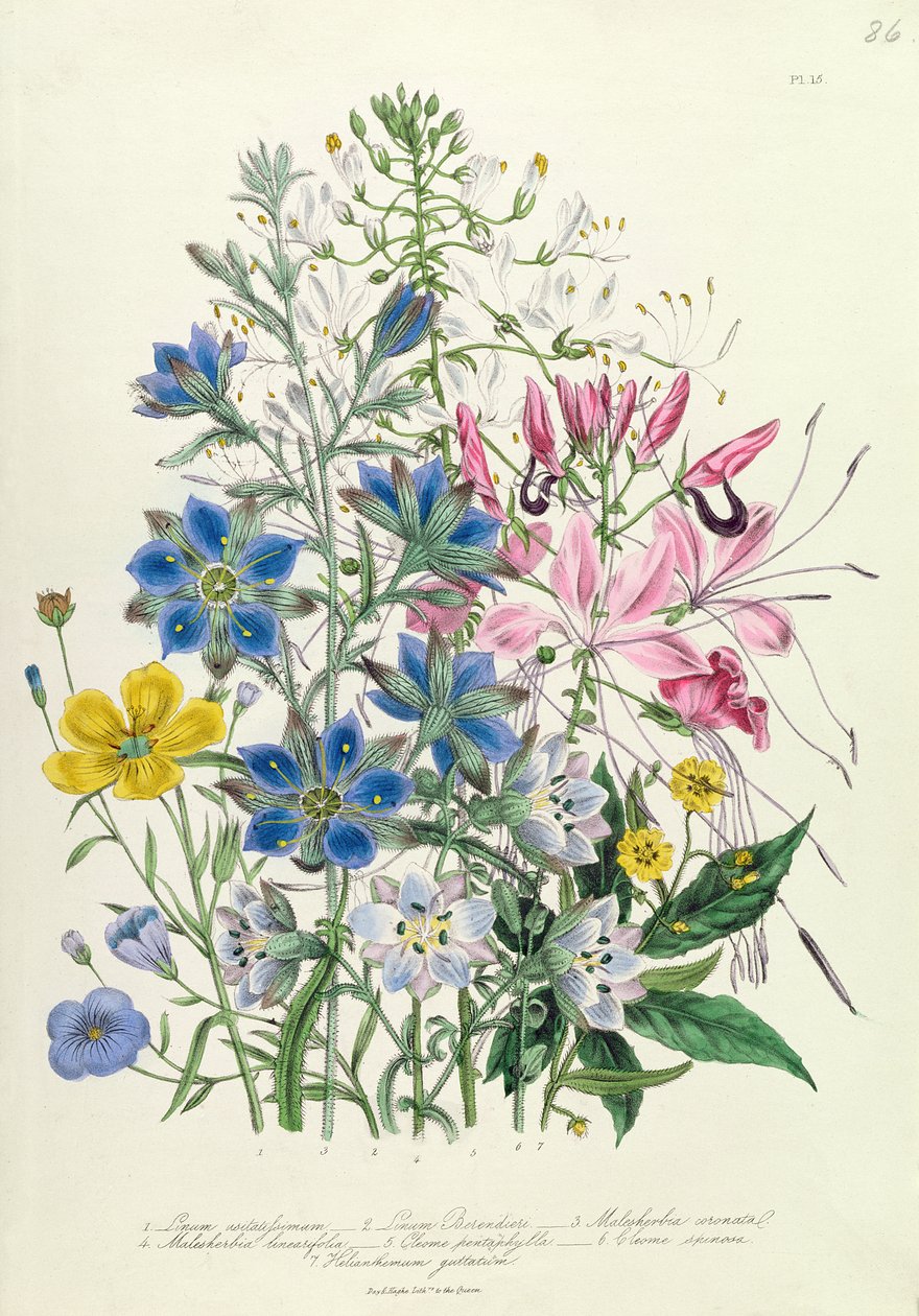 Kornblomst, tallerken 15 fra 