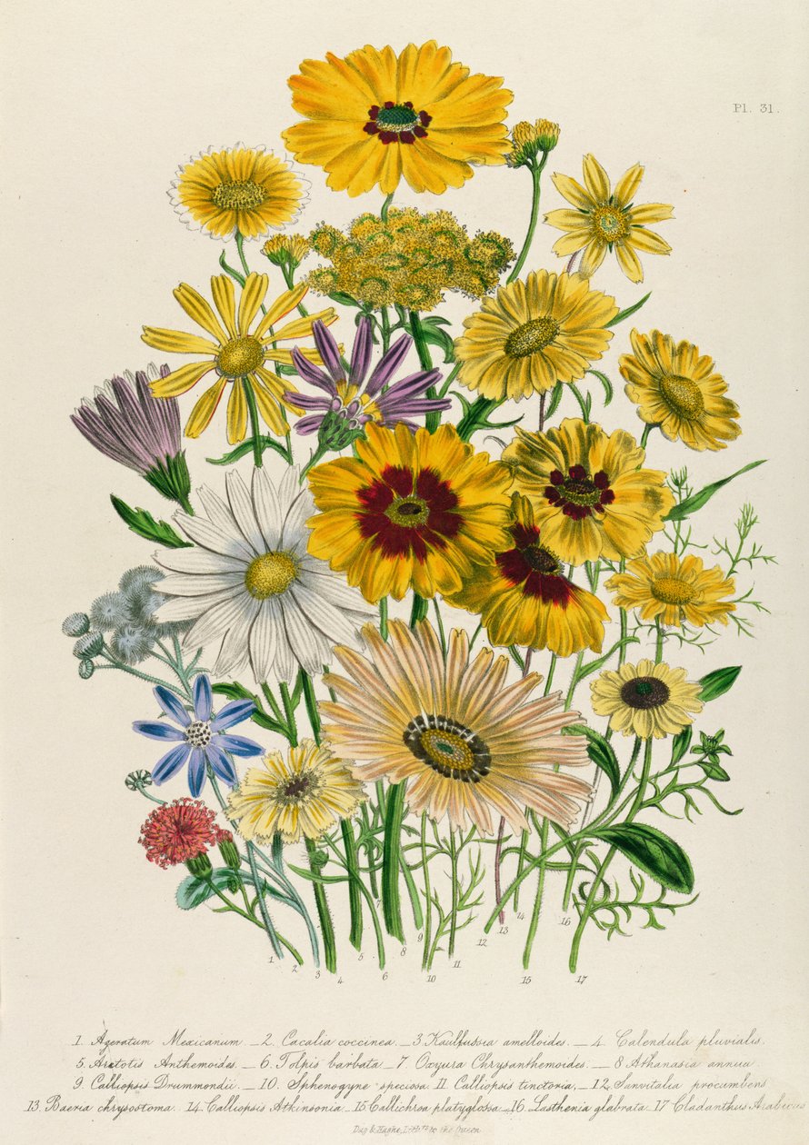 Daisies, plate 31 fra 