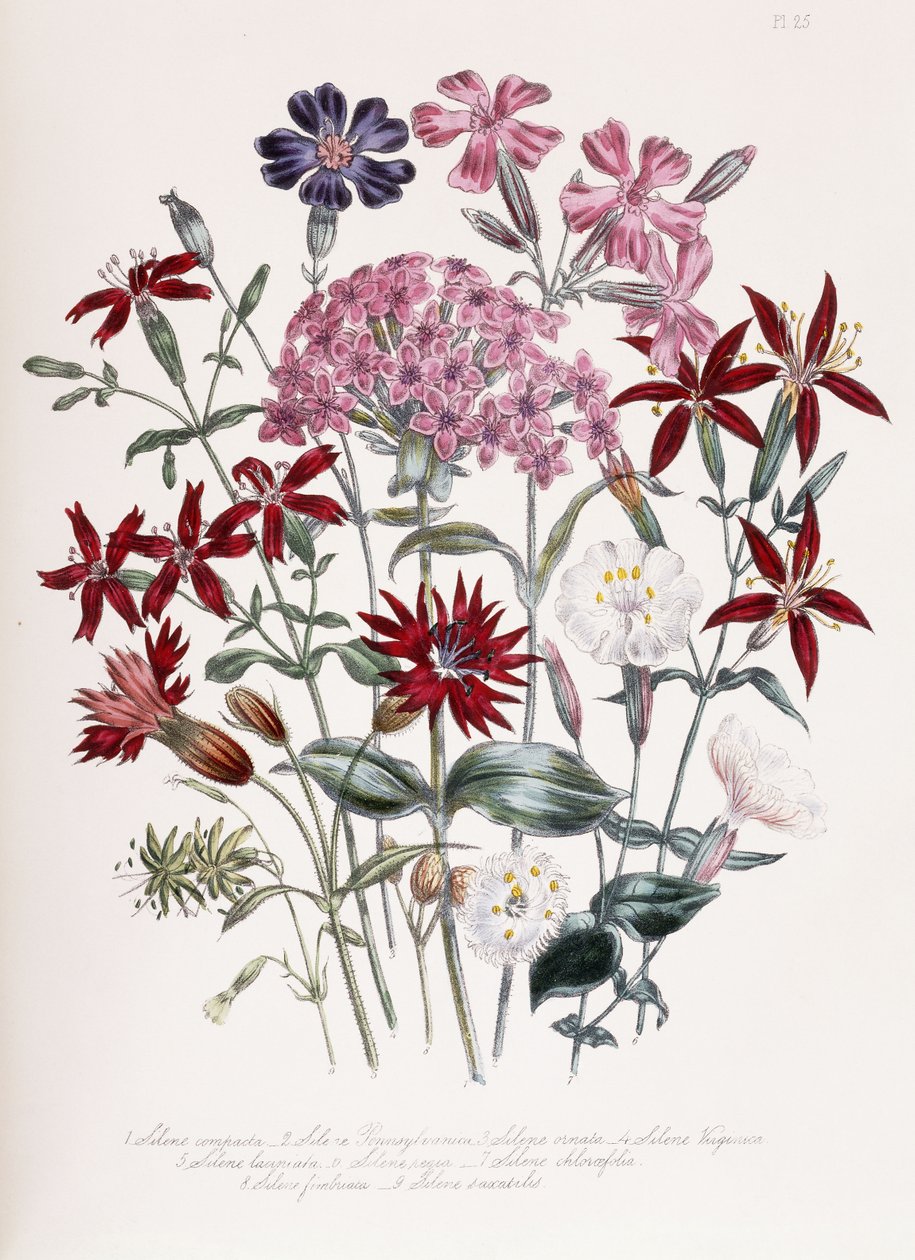 Catchfly av Jane Loudon