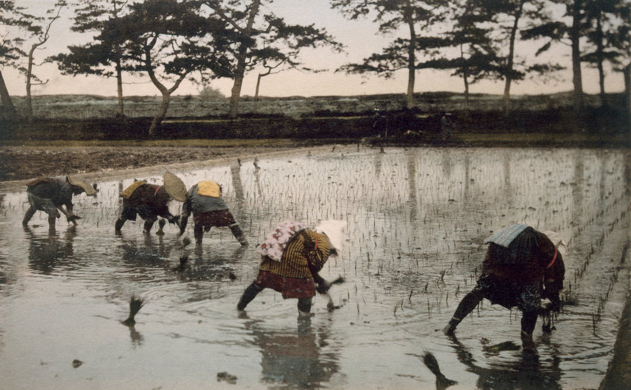 Fem bønder som planter ris på nytt i et risfelt (håndfarget bilde) av Japanese Photographer