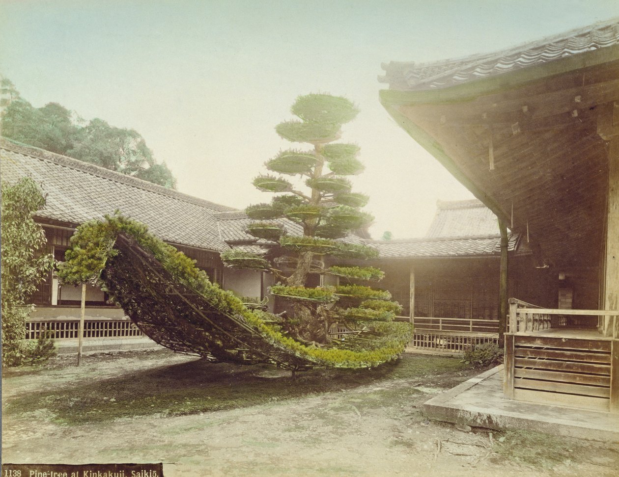 Pine Tree at Kinkaku-ji, Kyoto, ca. 1905 (farget bilde) av Japanese Photographer