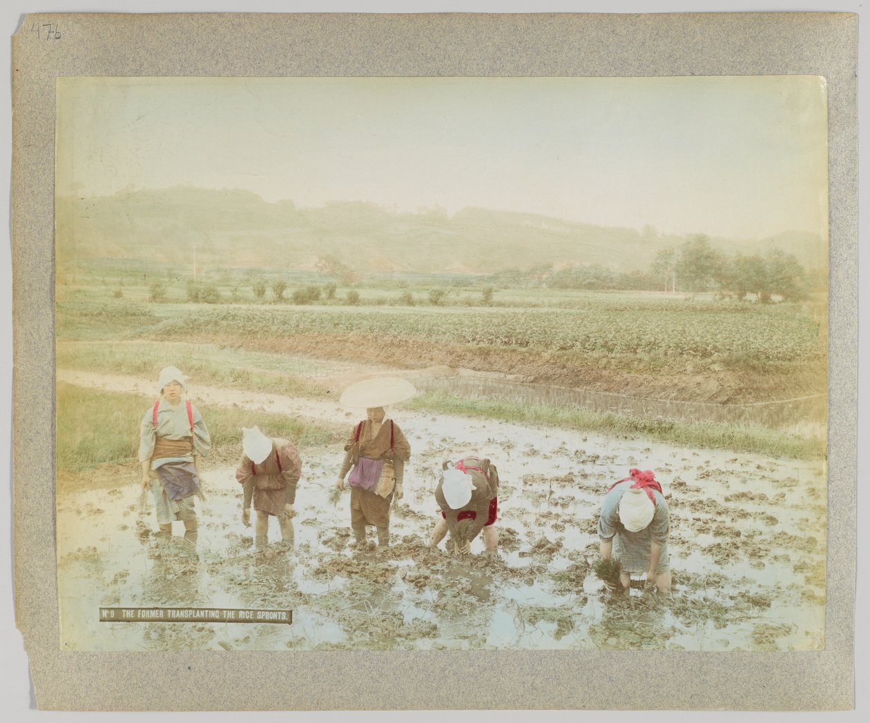 Transplantering av risspirer, Japan (håndfarget s/hv-bilde) av Japanese Photographer