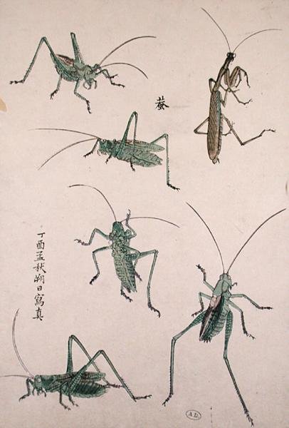 Gresshopper (farget treblokktrykk) av Japanese School