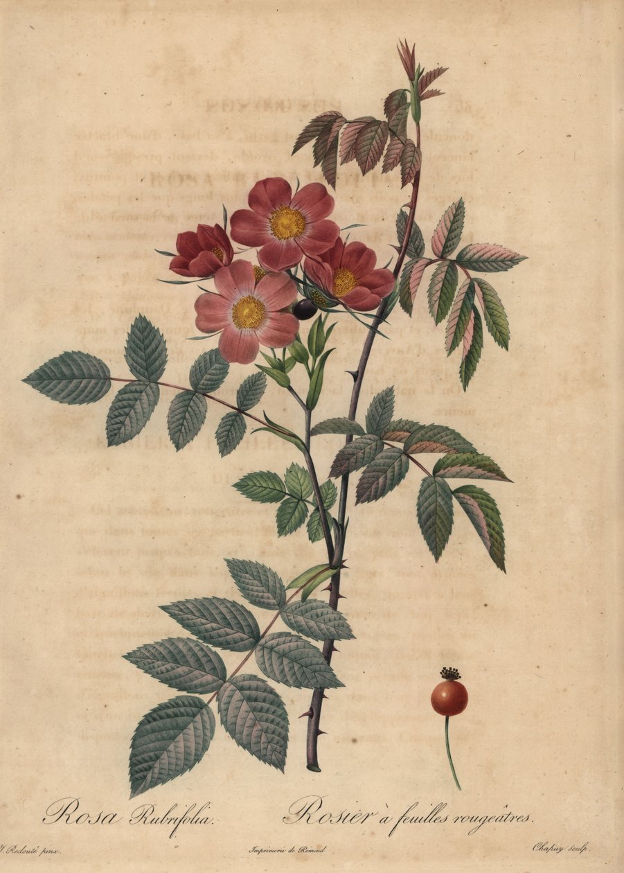 Rødbladrose, Rosa glauca. av Jean Baptiste Chapuy