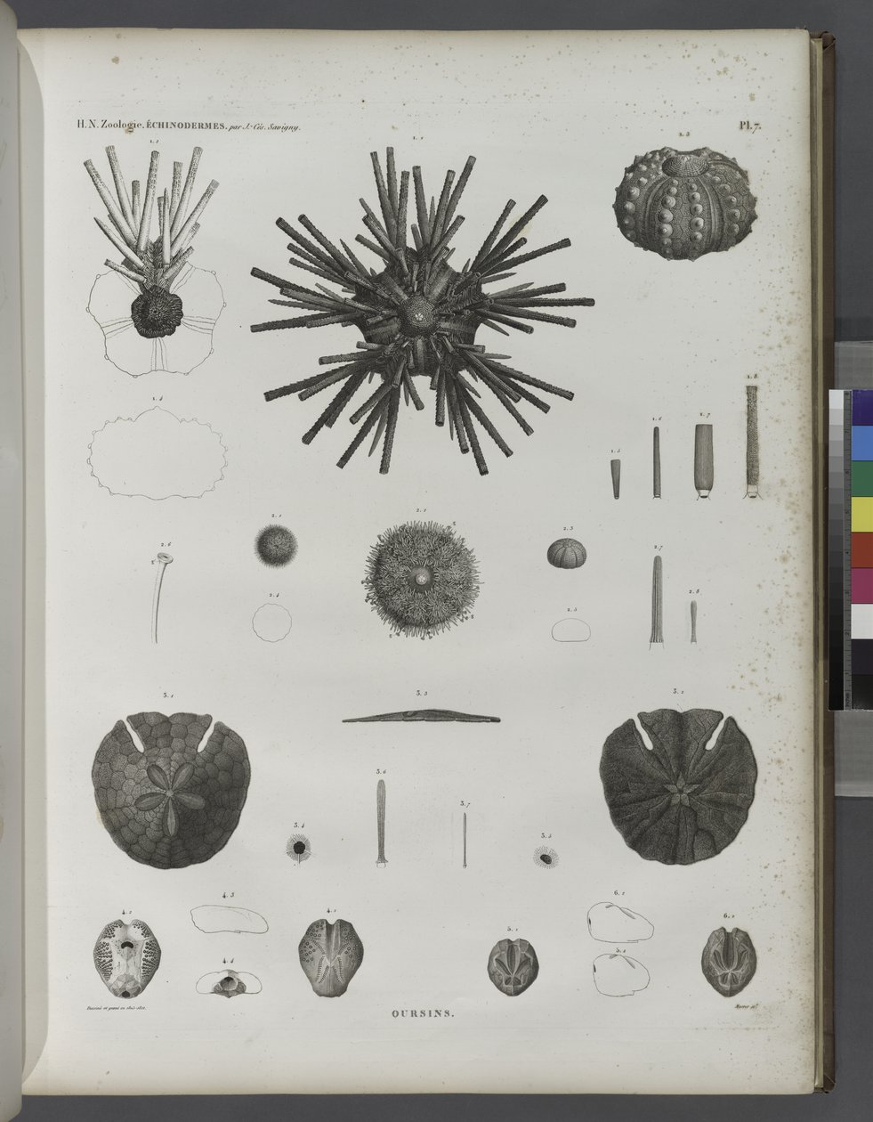Urchins av Jean Cesar Macret