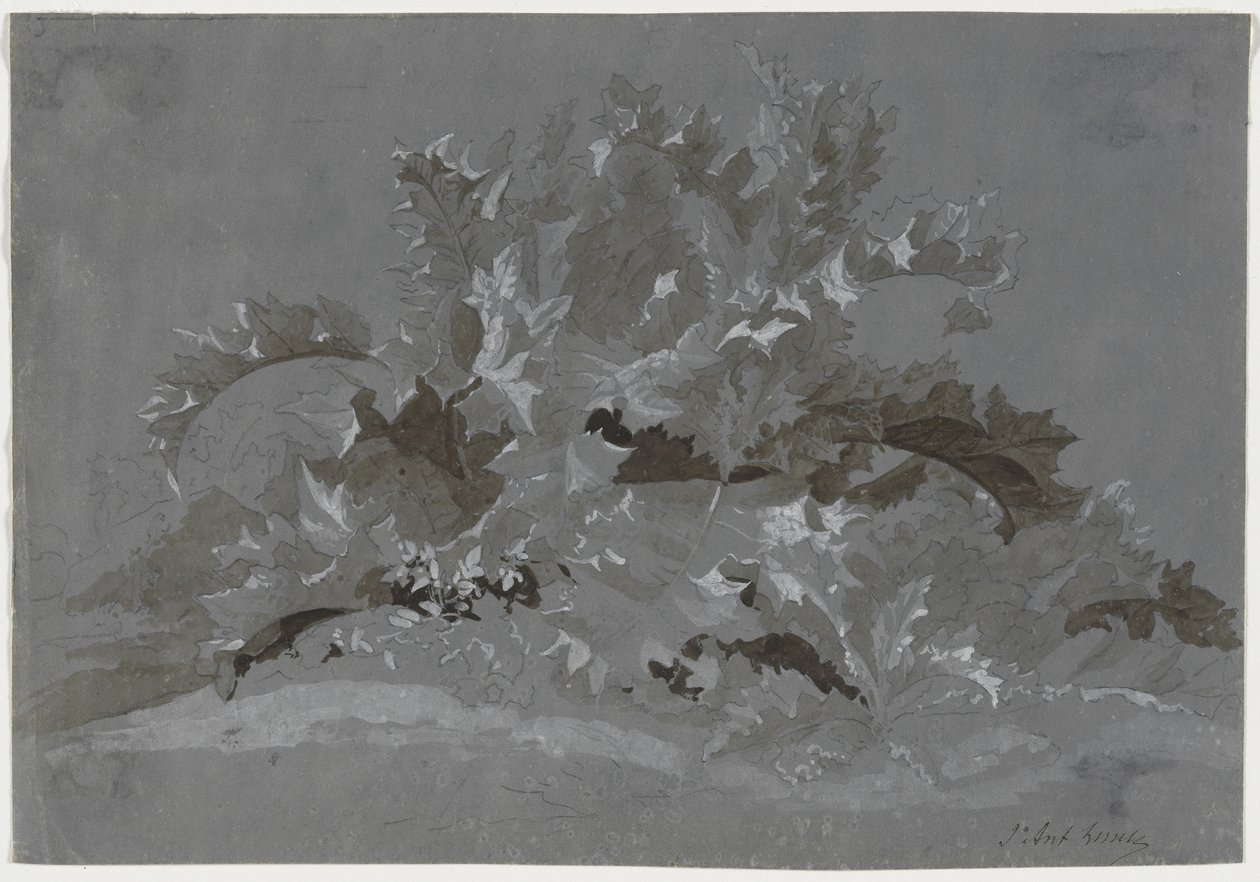Studie av ugress av Jean Antoine Linck
