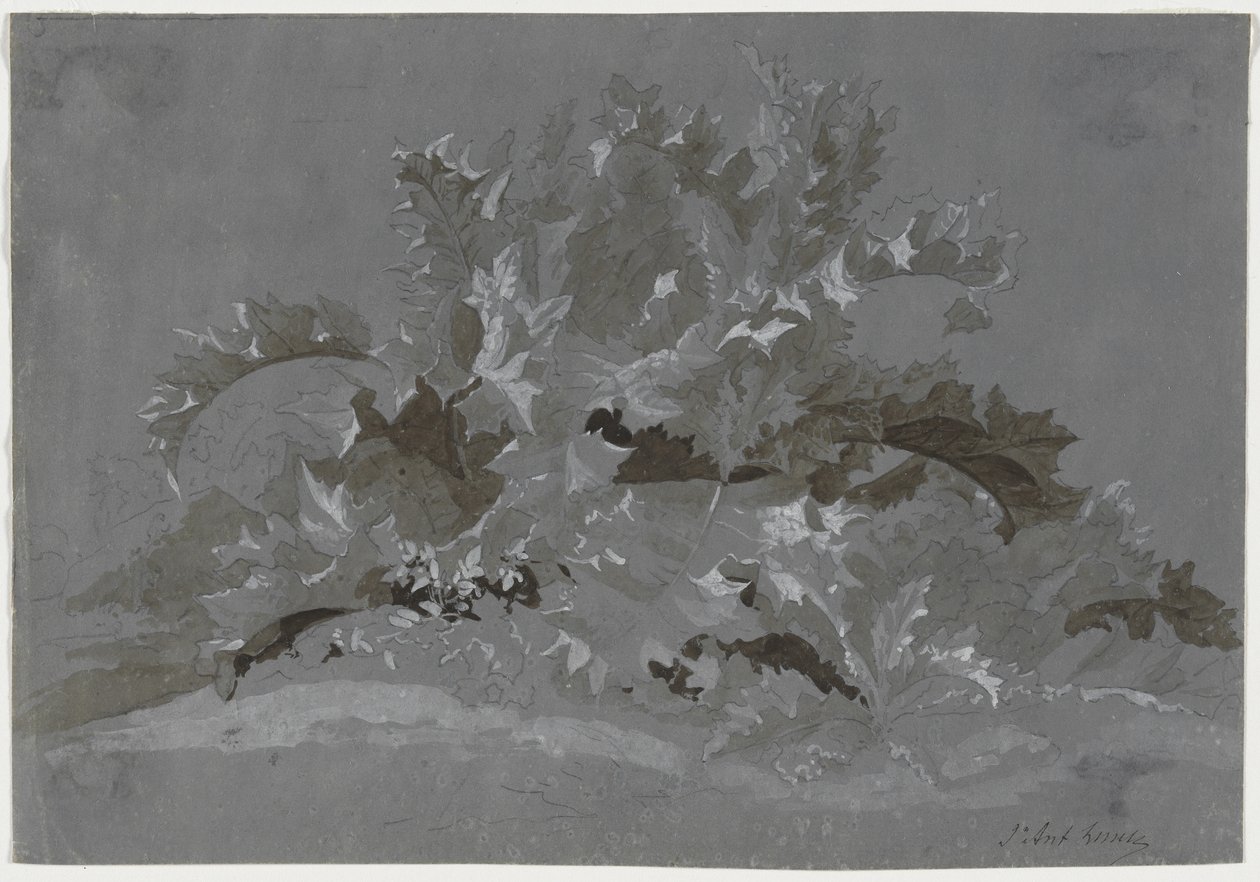 Studie av ugress, 1800-1850. av Jean Antoine Linck