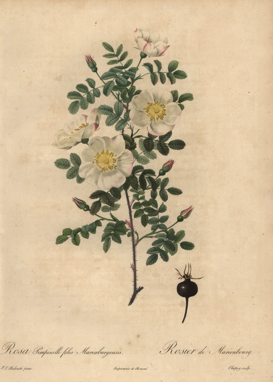 Marienbourgs brennrose, Rosa pimpinellifolia Mariaeburgensi av Jean Baptiste Chapuy