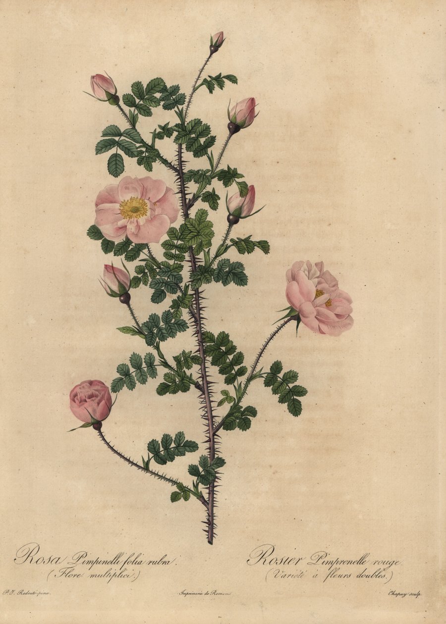 Rosa Burnet rose, Rosa pimpinellifolia. av Jean Baptiste Chapuy