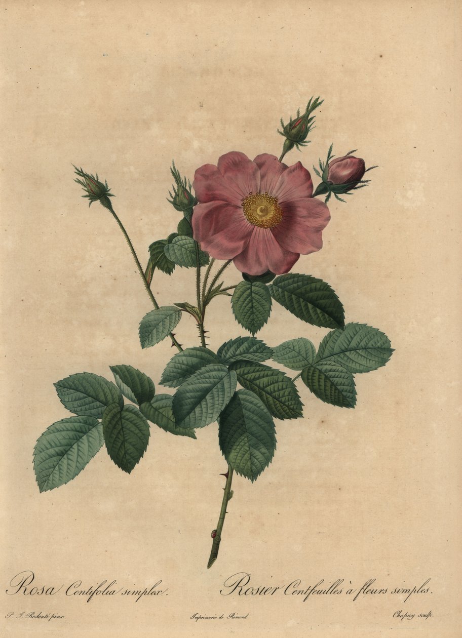 Rosa rose, Rosa centifolia simplex. av Jean Baptiste Chapuy