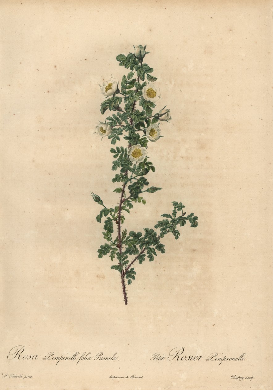 Hvit brentrose, Rosa pimpinellifolia Pumila. av Jean Baptiste Chapuy