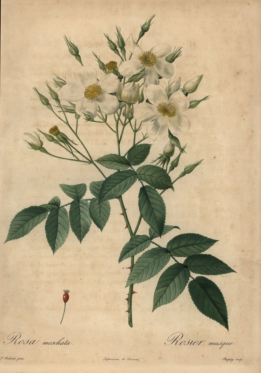 Hvit moskusrose, Rosa moschata. av Jean Baptiste Chapuy