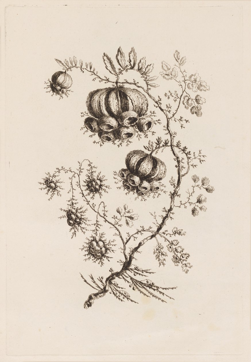 Blomstergren, fra "Fleures Persannes" av Jean Baptiste Pillement