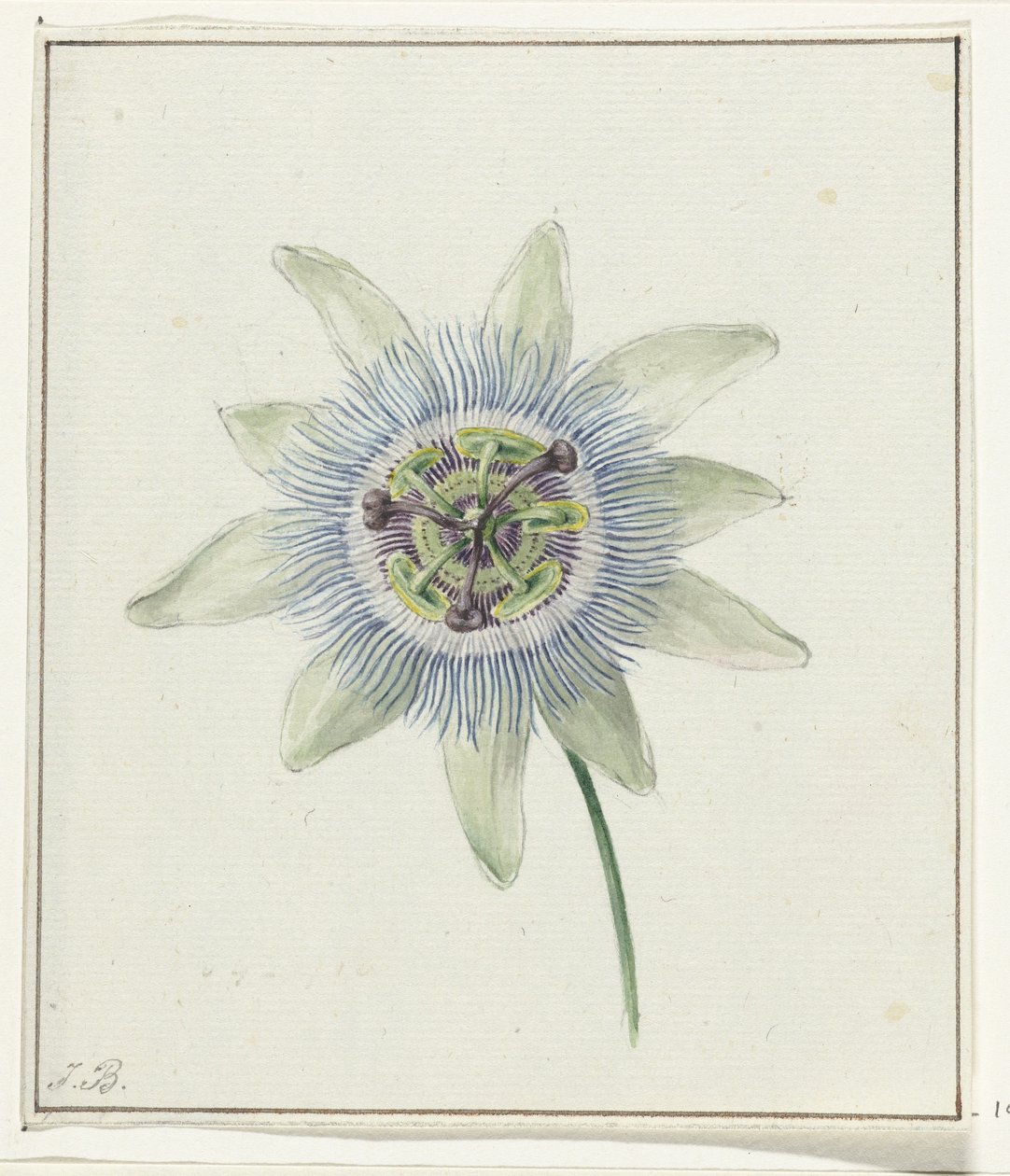 Pasjonsblomst av Jean Bernard