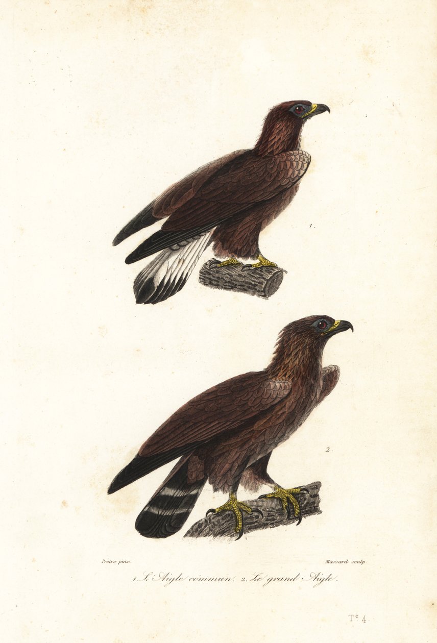 Kongeørn, Aquila chrysaetos. av Jean Gabriel (after) Pretre