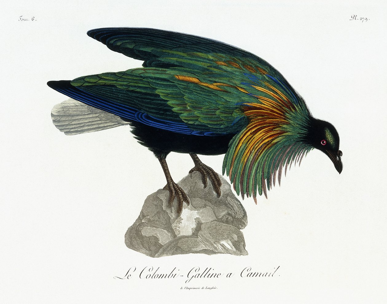 Nicobar Pigeon, 1799-1808 av Jean Lebrecht Reinold
