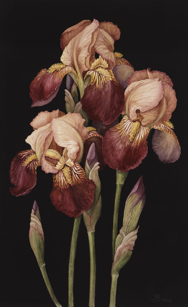 Irises, 2004 (wc på papir) av Jenny Barron