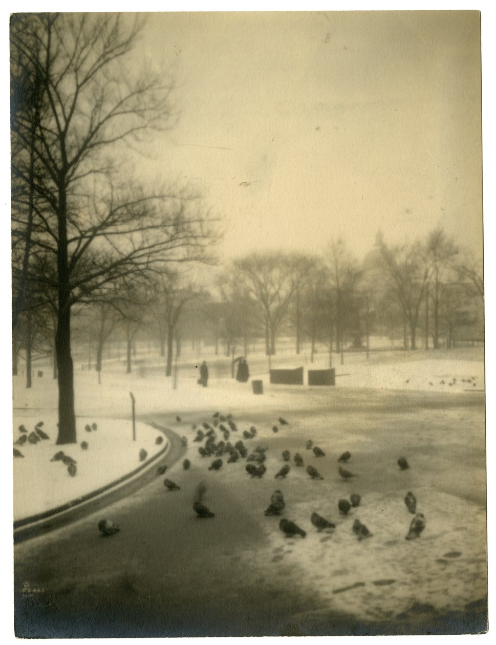Vanlig med duer, Boston, USA, ca. 1902-10 av Jessie Tarbox Beals