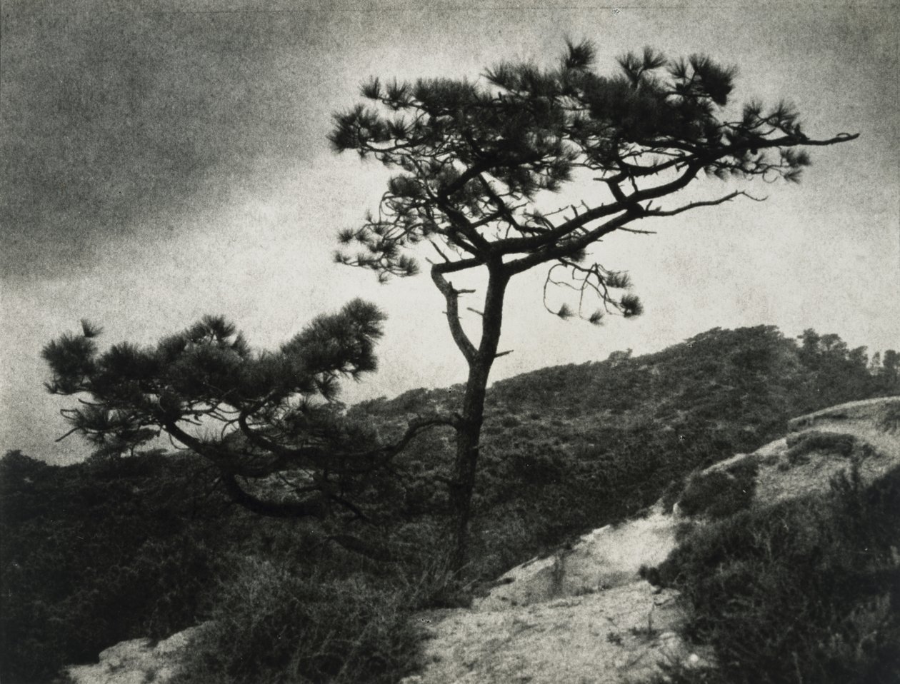 Berømte Torrey Pines av Jessie Tarbox Beals