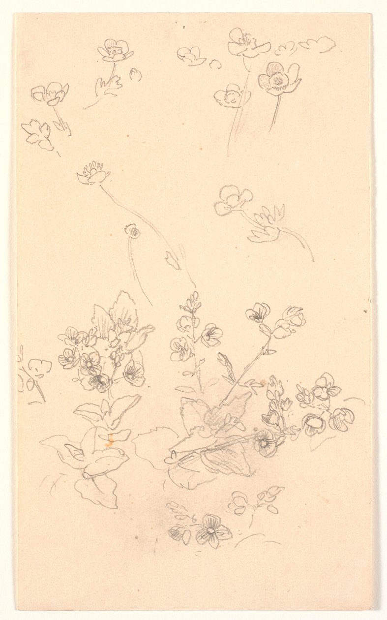 Blomsterstudier av Joakim Frederik Skovgaard