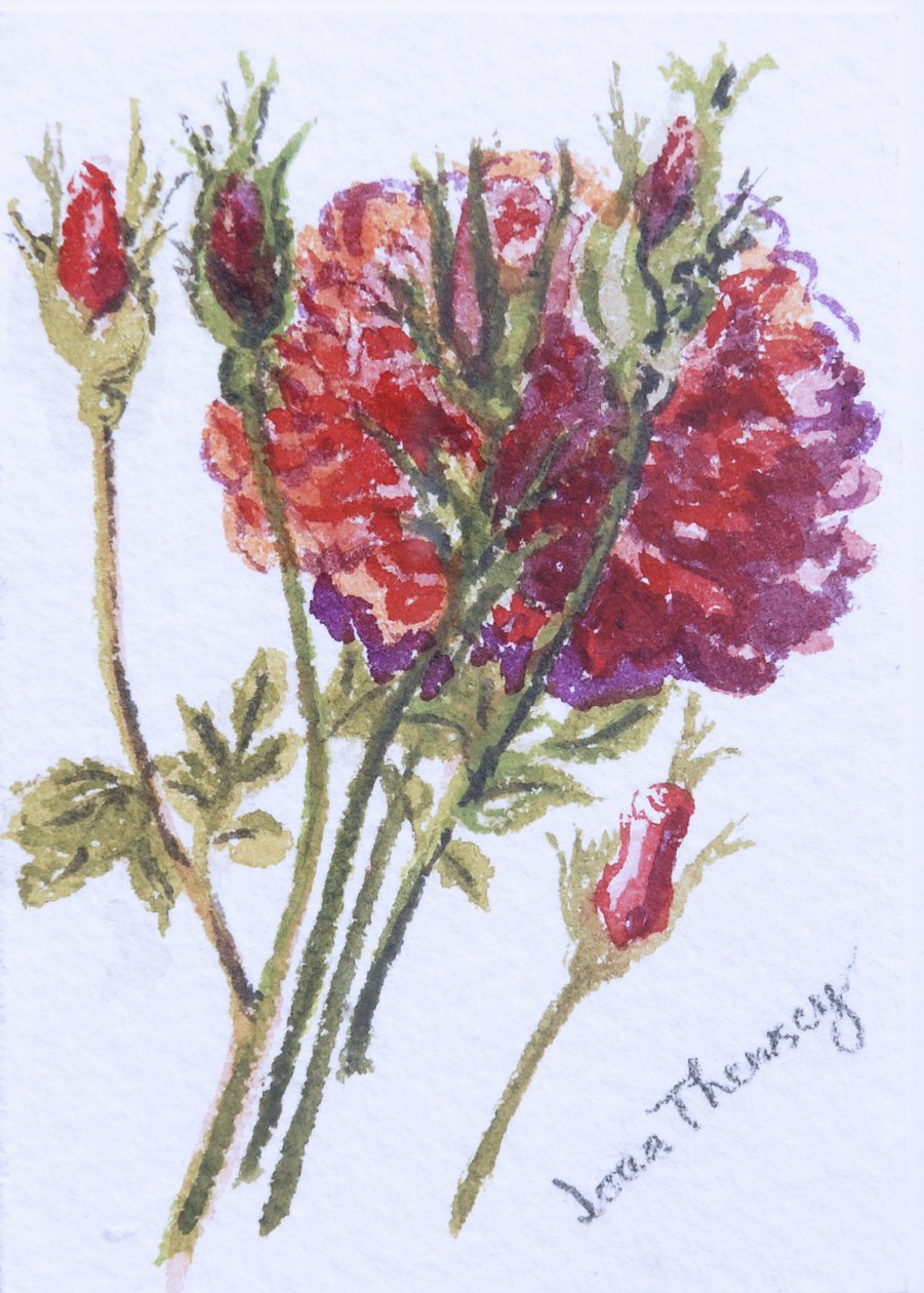Little Red Roses, 2005, (wc på håndlaget vannfargebrett) av Joan Thewsey