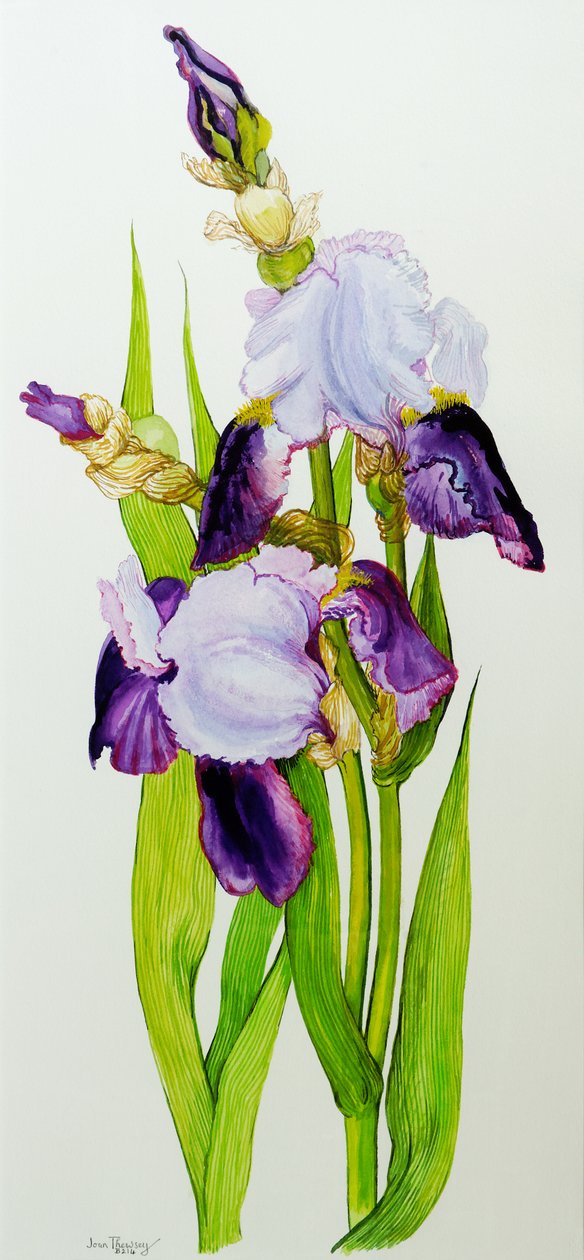 Mauve og lilla iris med to knopper (wc på håndlaget papir) av Joan Thewsey