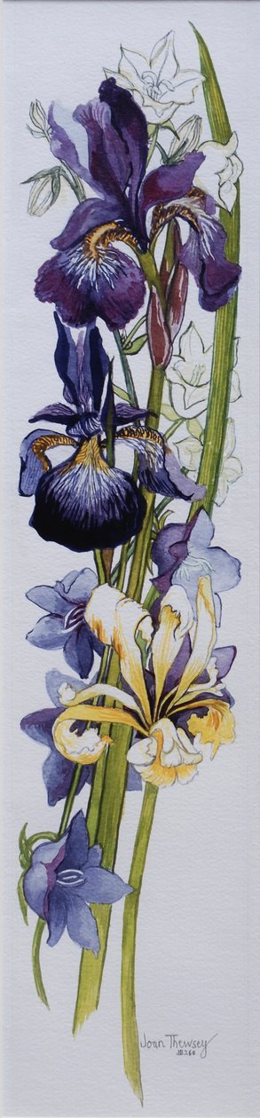 Lilla og gule iris med hvite og lyserøde Campanulas, 2013, wc på håndlaget papir av Joan Thewsey