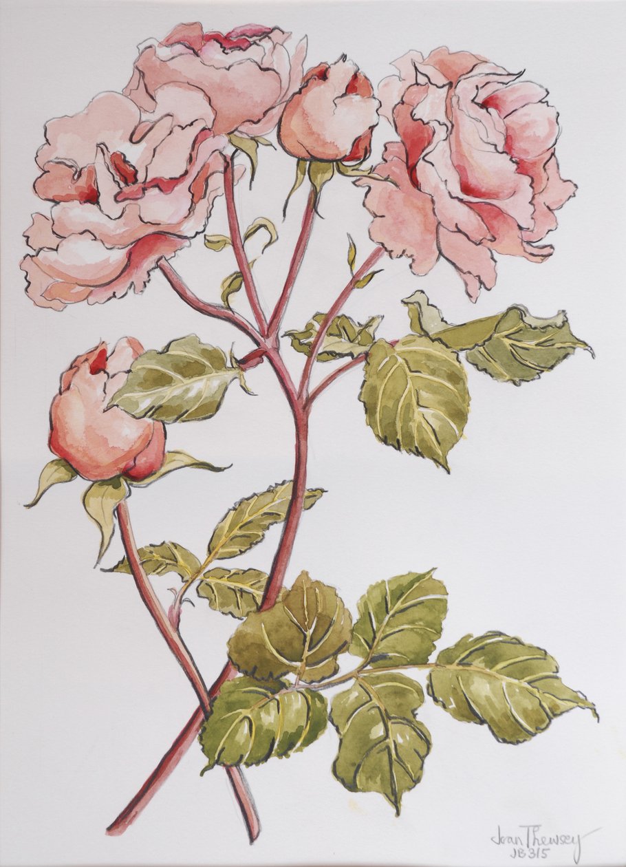 Roses, Abraham Derby, 2012, (blyant og akvarell på håndlaget papir) av Joan Thewsey