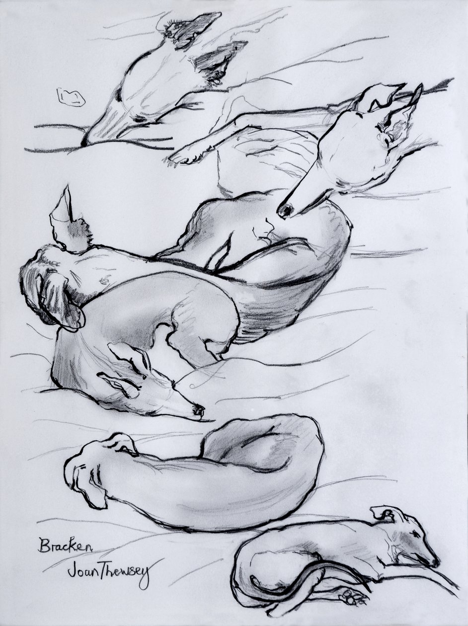 Bracken, the whippet, 2000, (blyant) av Joan Thewsey