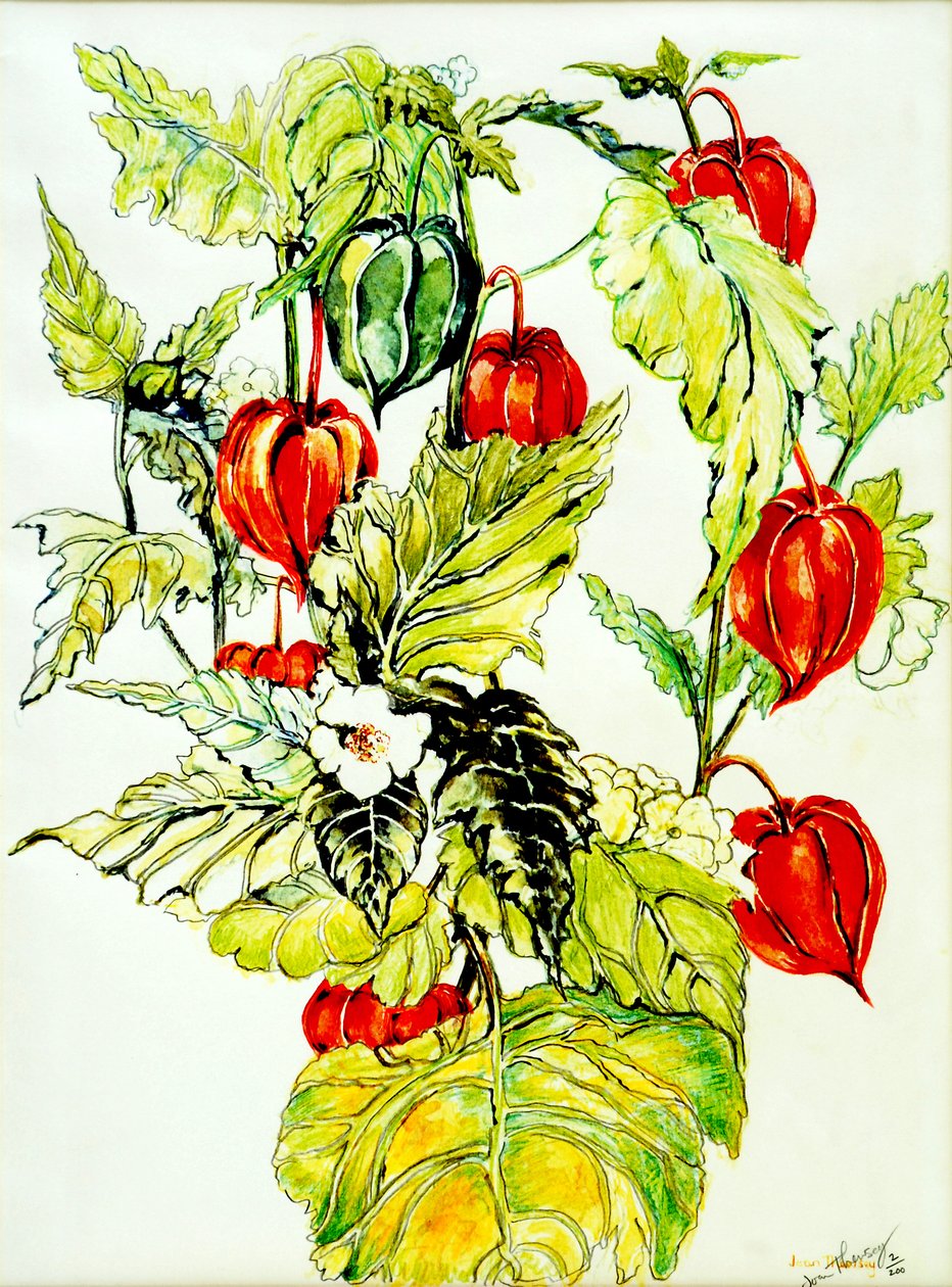 Chinese Lantern Spray, 2005, (vannfarge) av Joan Thewsey