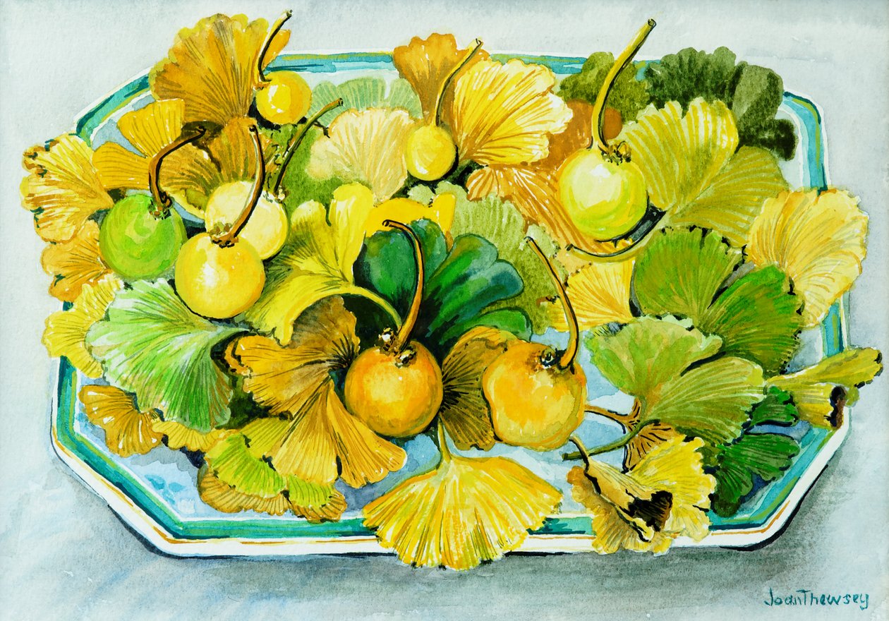 Ginkgo, frukt og blader, 2010, akvarell av Joan Thewsey