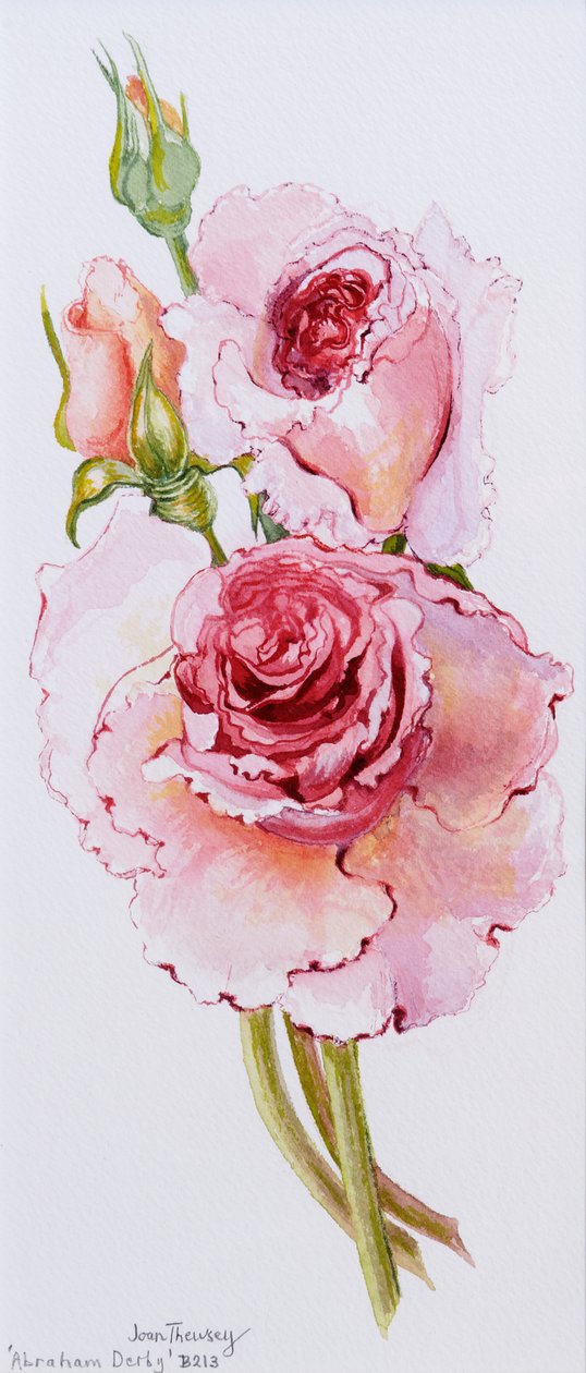 Roses (Abraham Derby), 2010, akvarell av Joan Thewsey