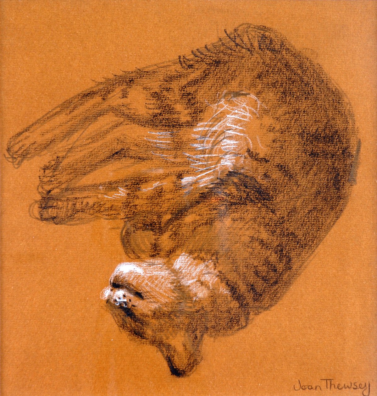Sleeping Tabby Cat, 2005, (grafitt og hvit pastell) av Joan Thewsey