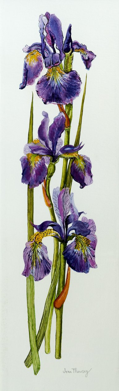 Tre iriser med blader, 2010, akvarell av Joan Thewsey